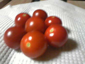 tomato21-7-11.jpg
