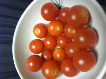 tomato7-24.jpg