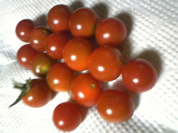 tomatoh21-7-17.jpg